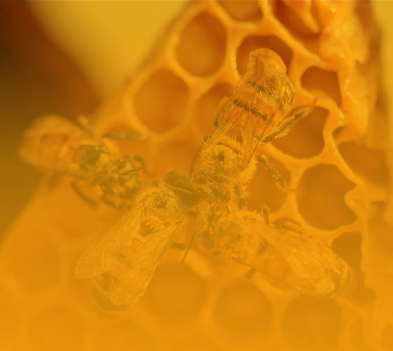 des abeilles sont regroupées autour d'alvéoles de la ruche